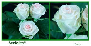 ROSE SENIORITA 40